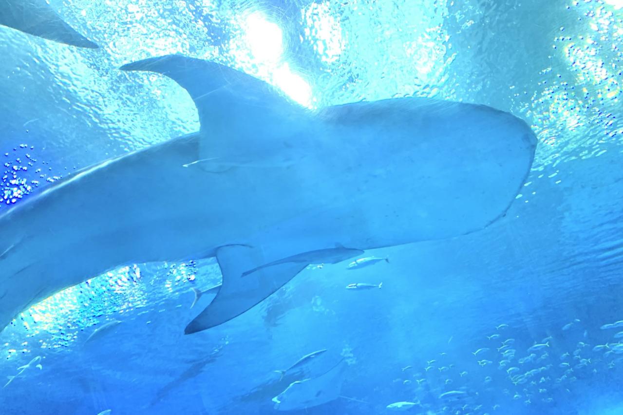 いおワールドかごしま水族館