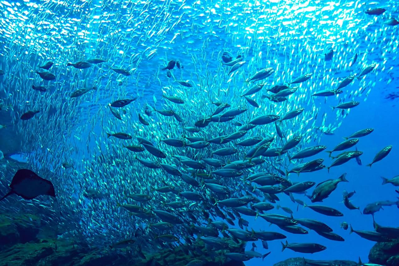 仙台うみの杜水族館