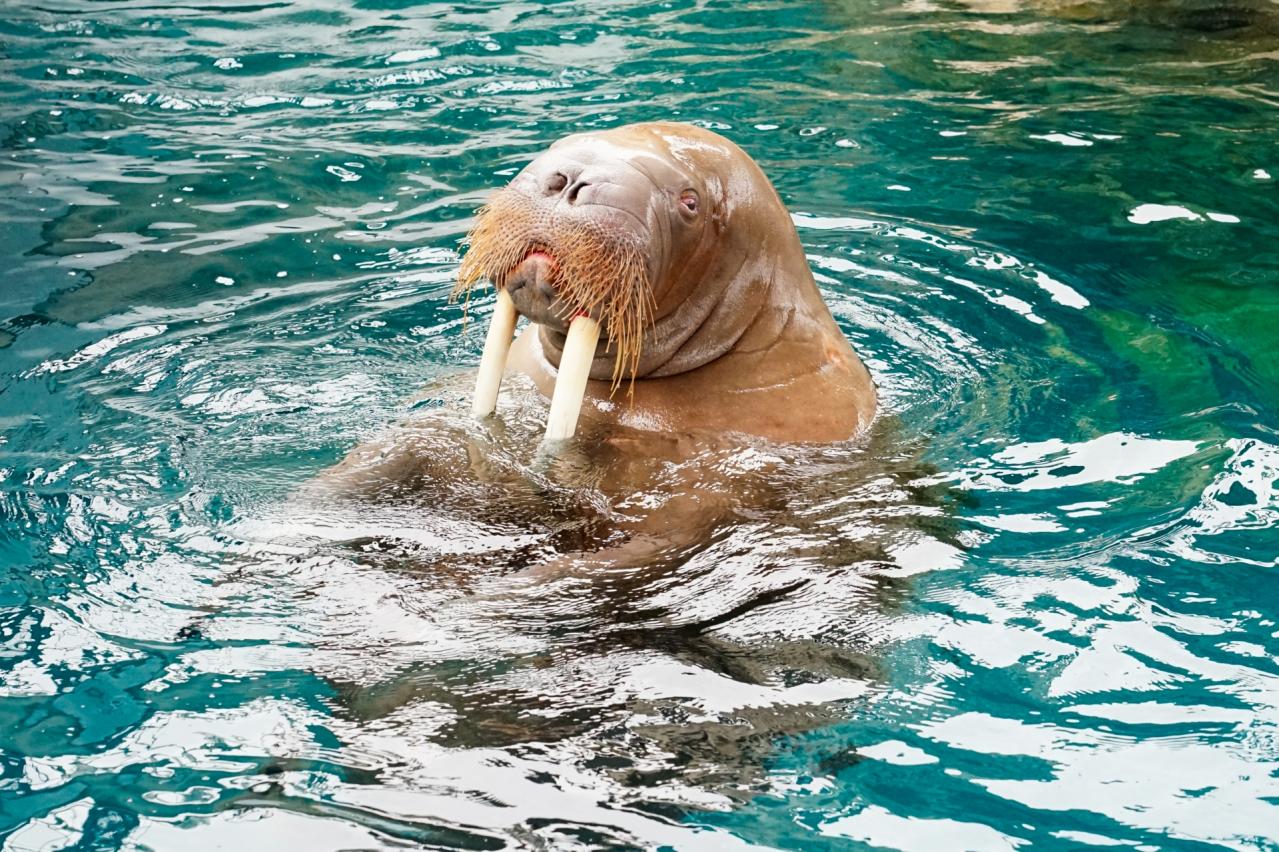 大分マリーンパレス水族館「うみたまご」