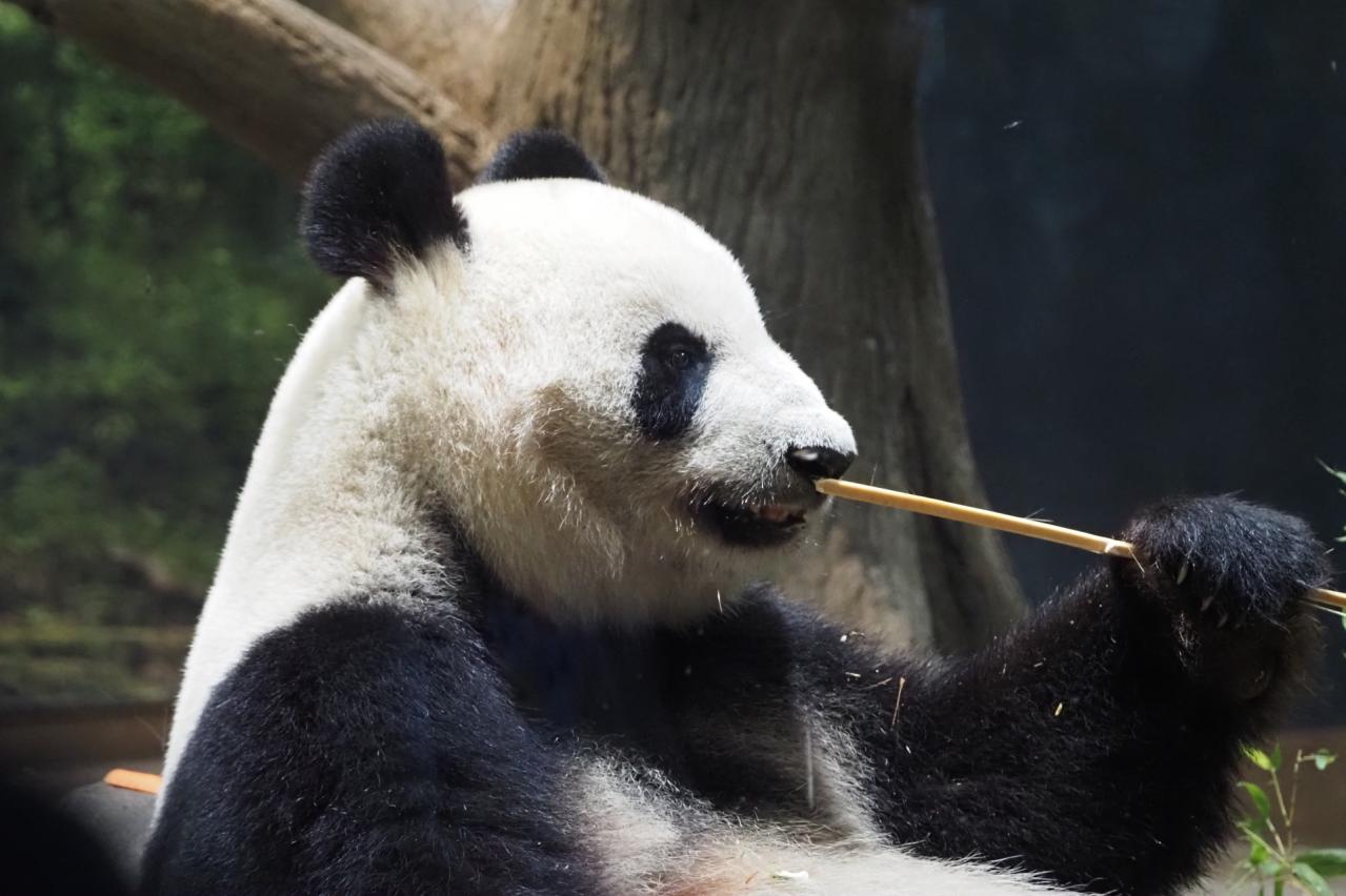 上野動物園