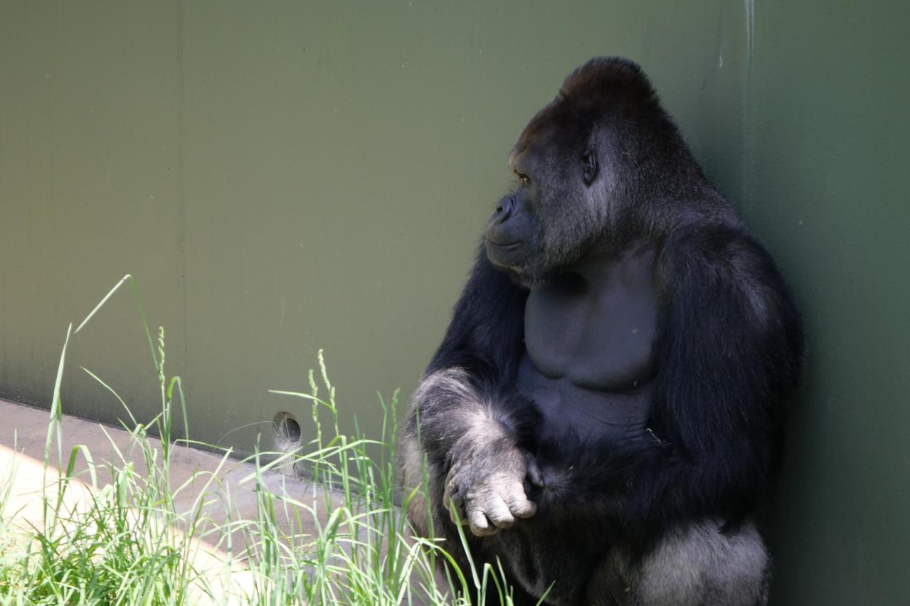 東山動植物園