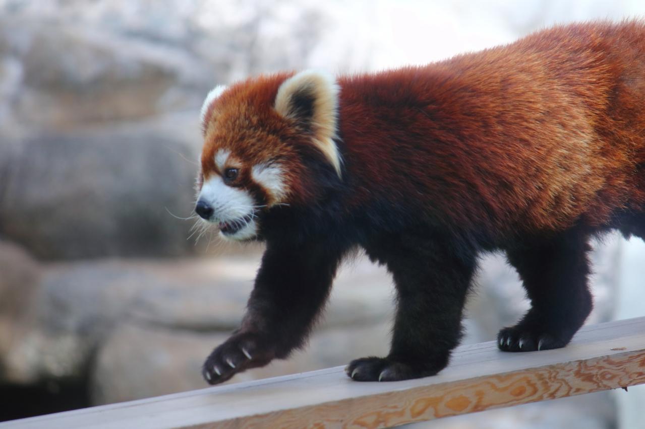天王寺動物園