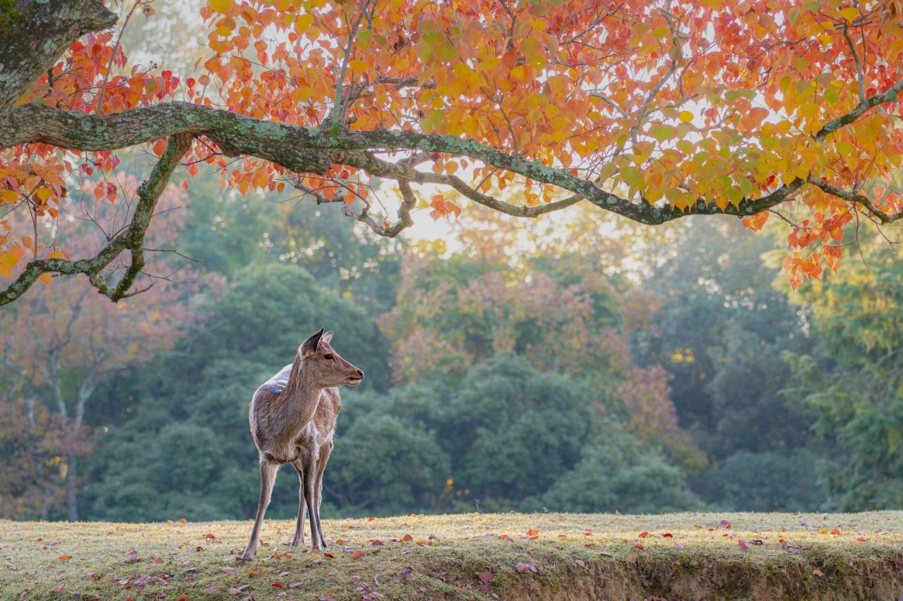 奈良公園