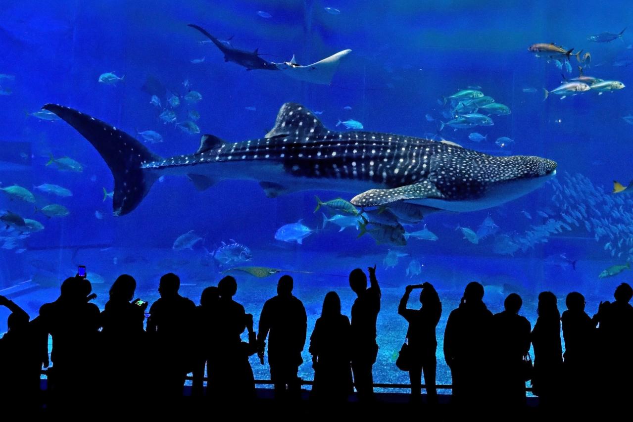 沖縄美ら海水族館