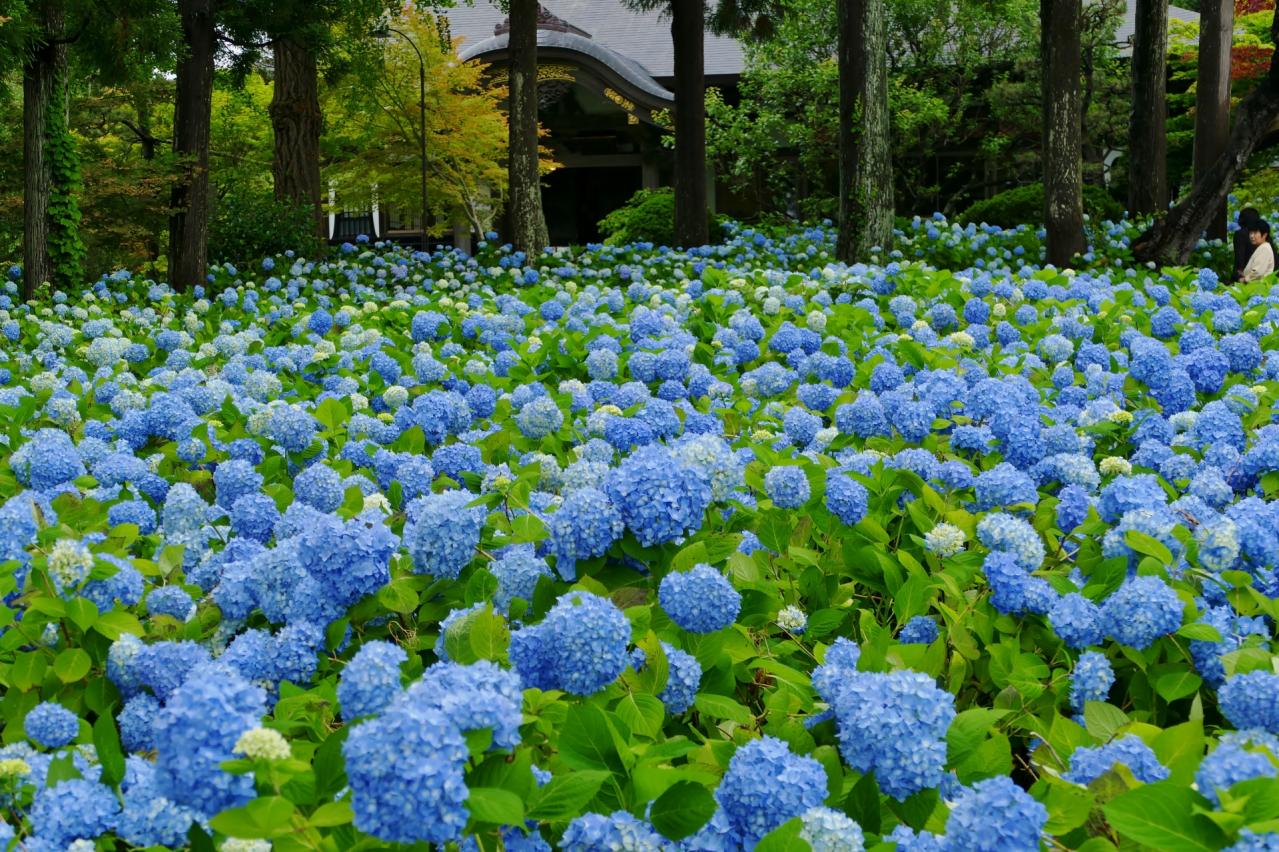 雲昌寺のアジサイ