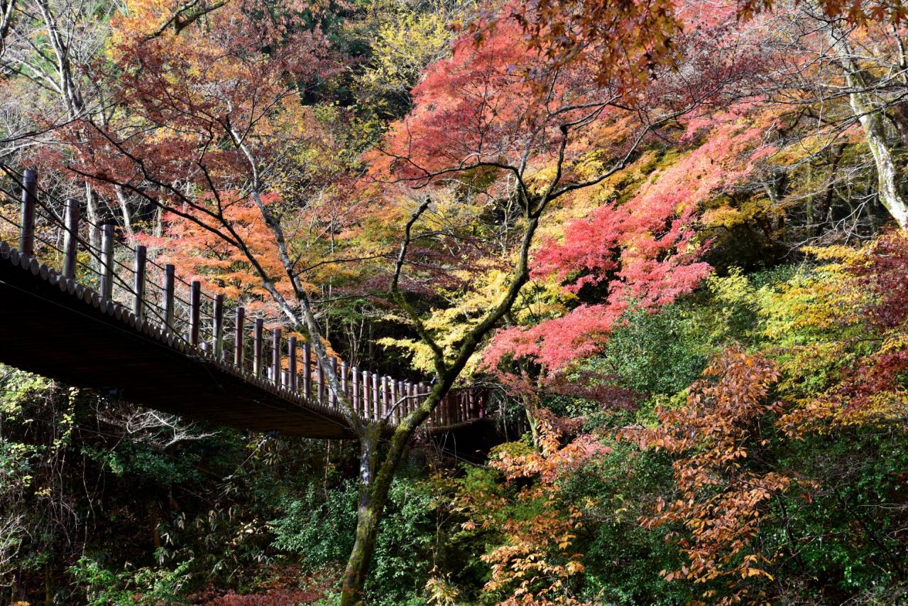 花貫渓谷　