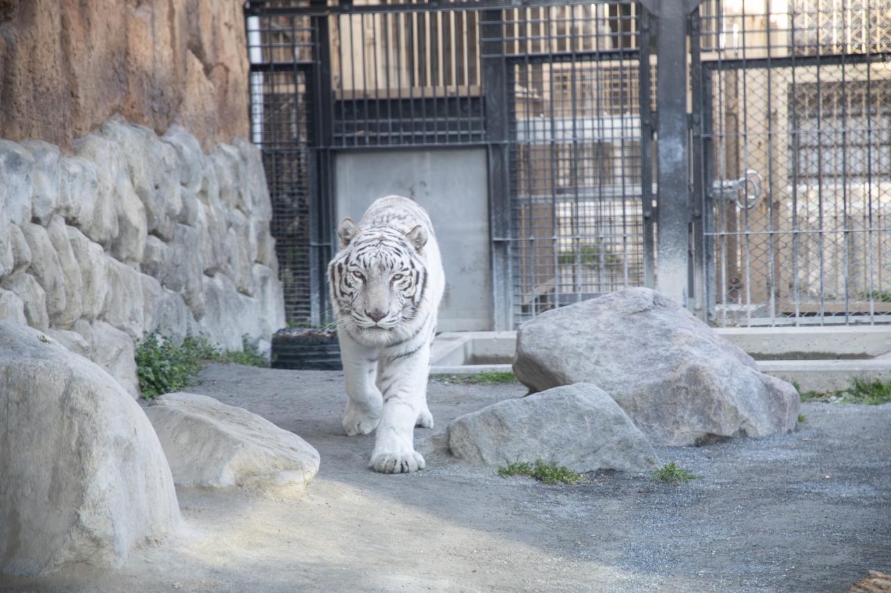 東武動物公園