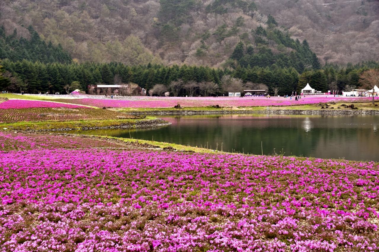 富士芝桜まつり