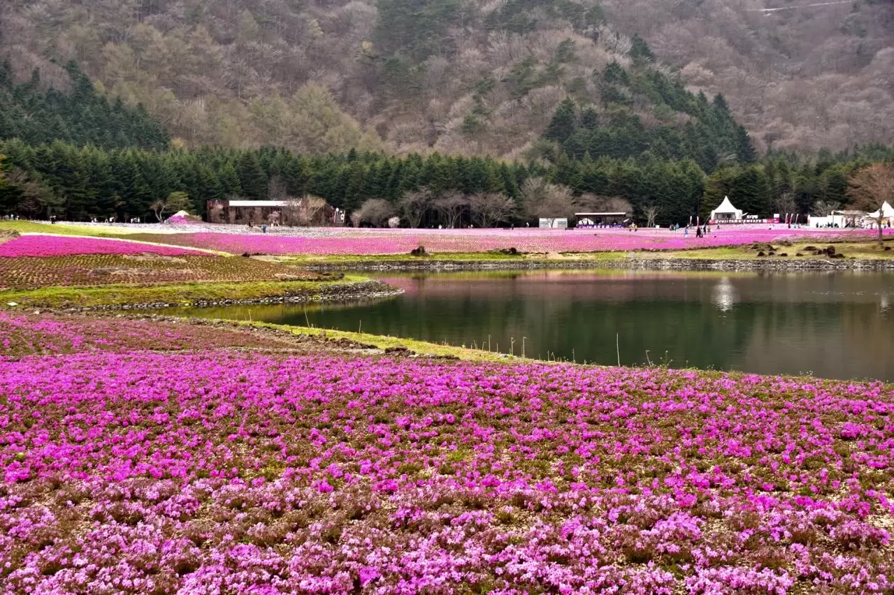富士芝桜まつり