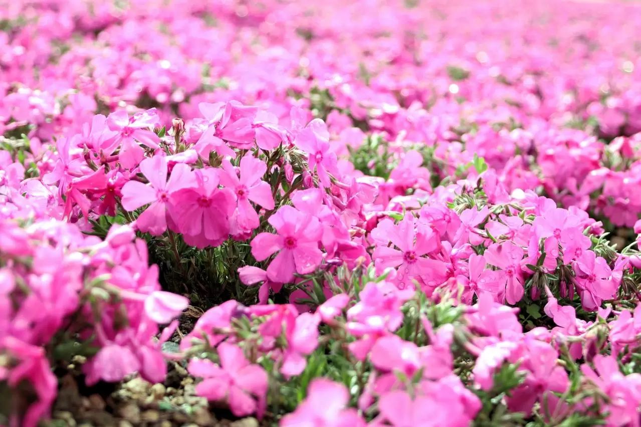 芝桜　マックダニエルクッション