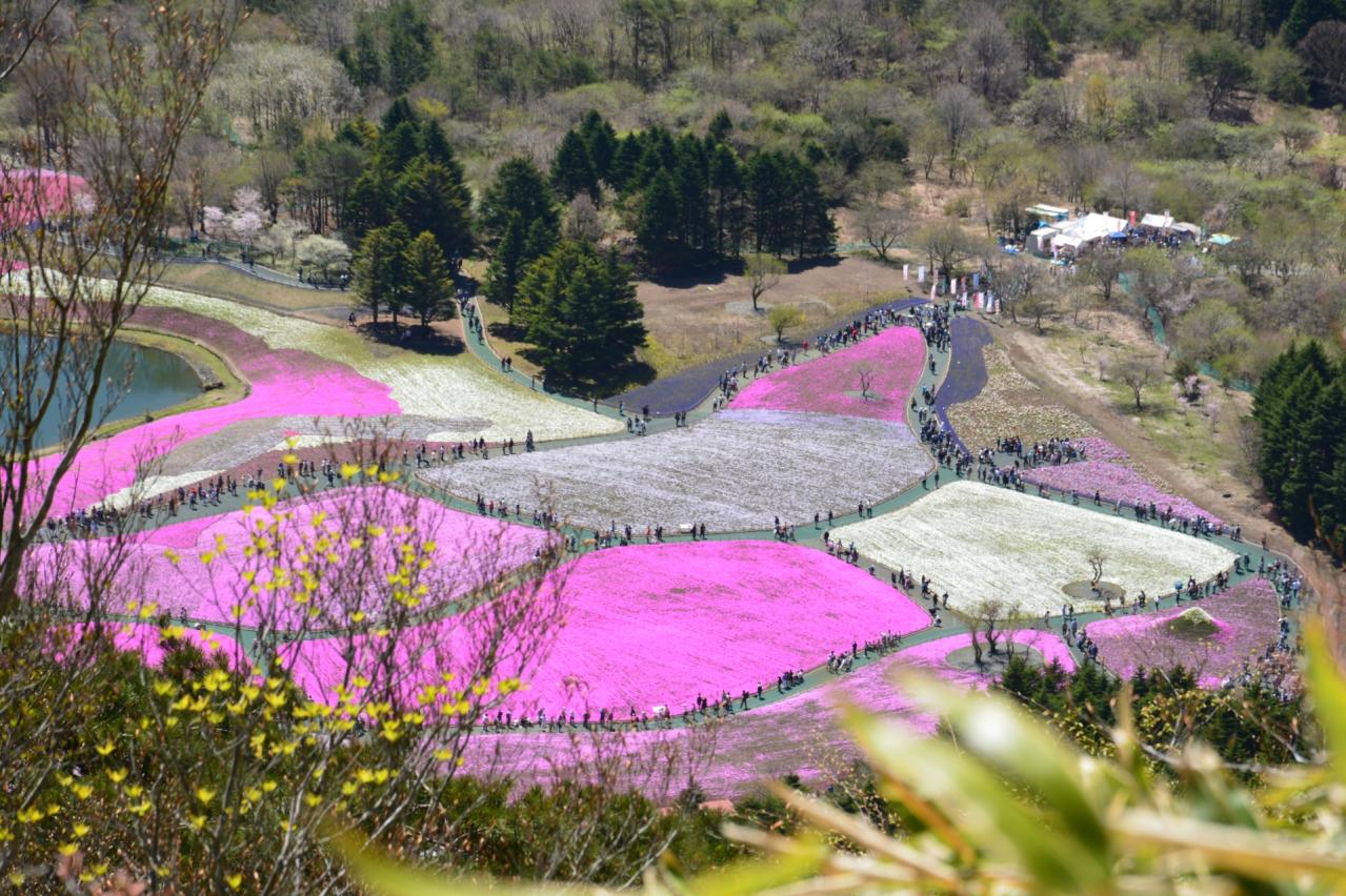 竜ヶ岳から見る富士芝桜まつり