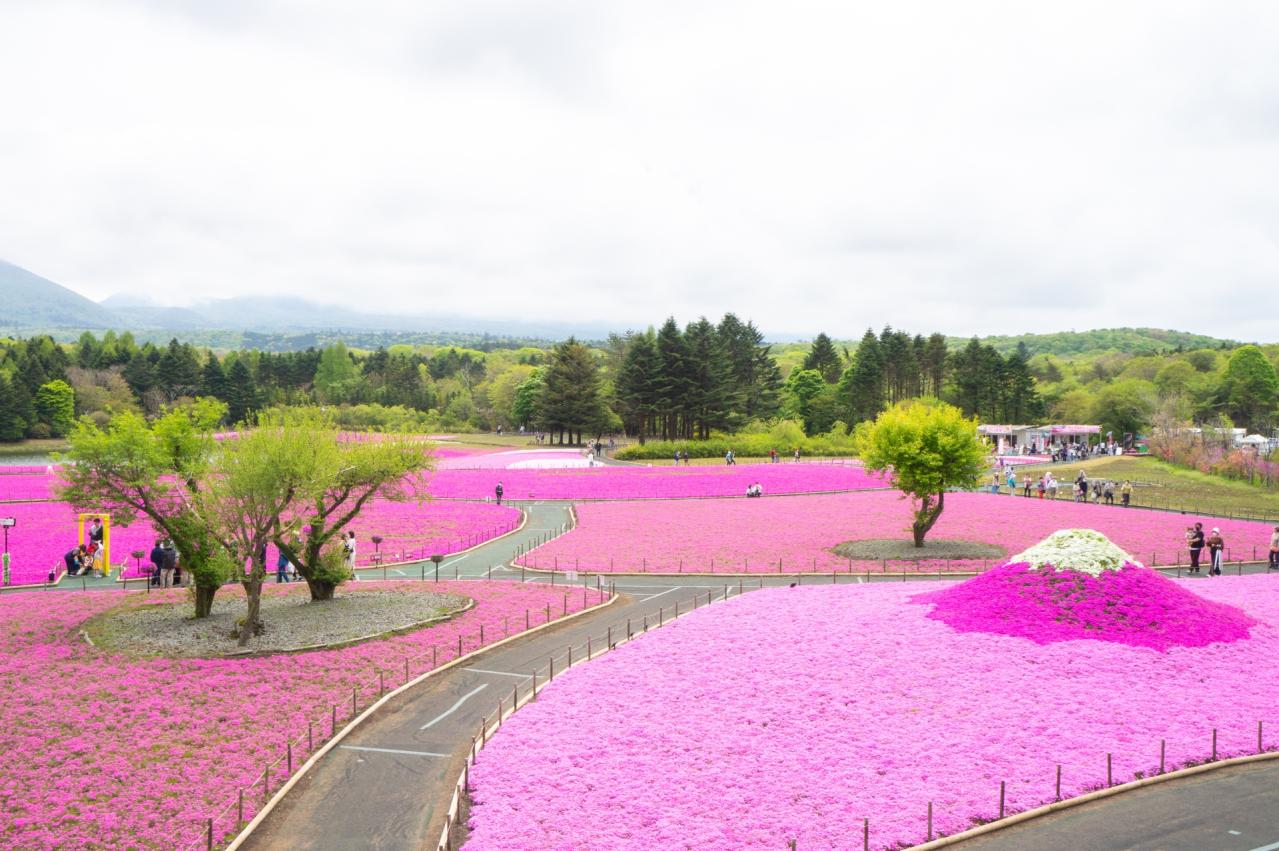 富士芝桜まつり