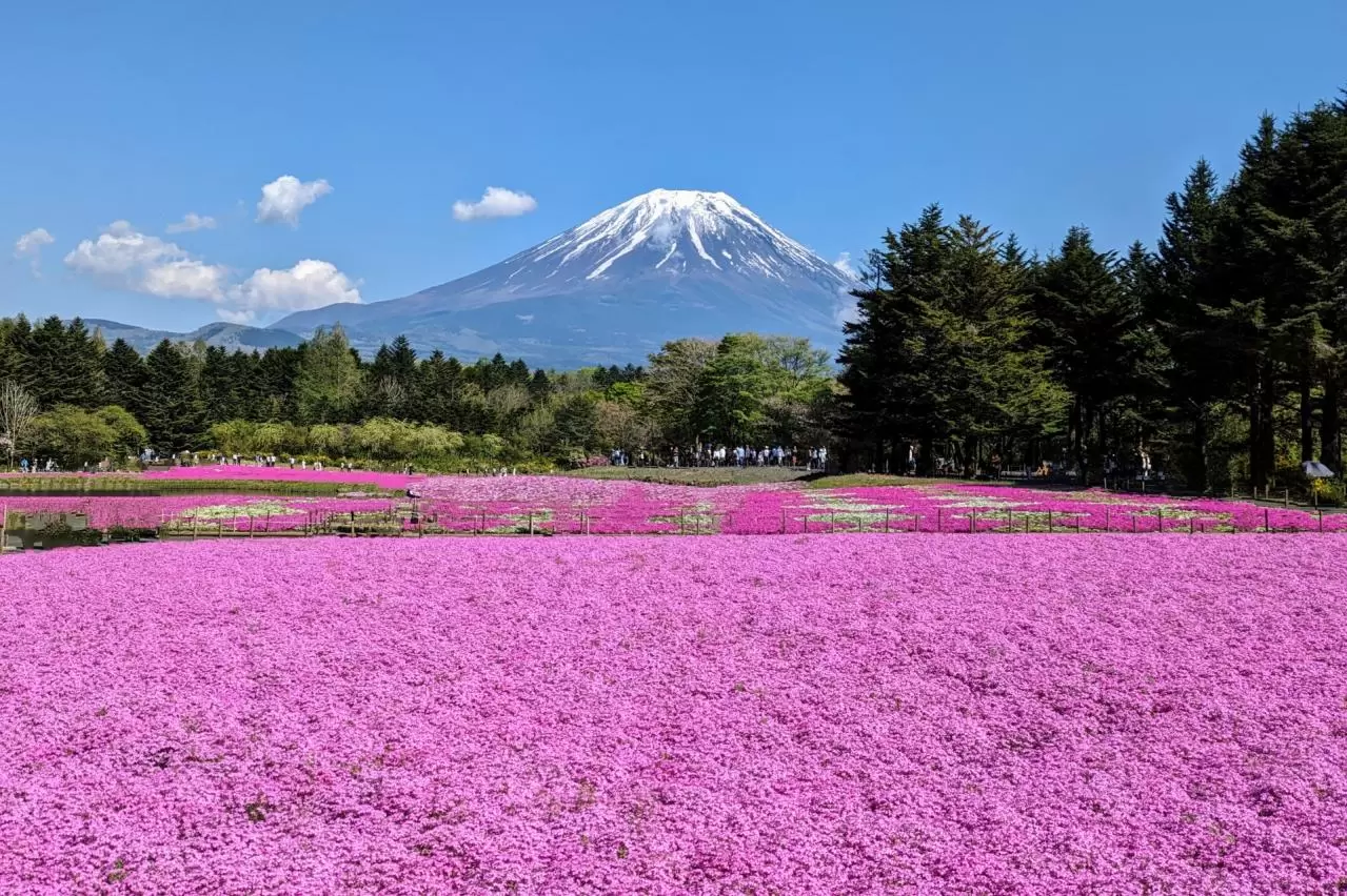 富士本栖湖リゾート（富士芝桜まつり）