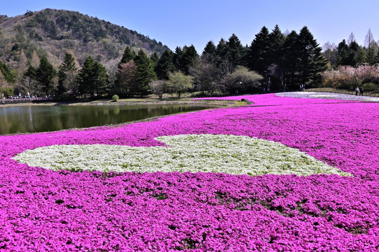 富士芝桜まつり