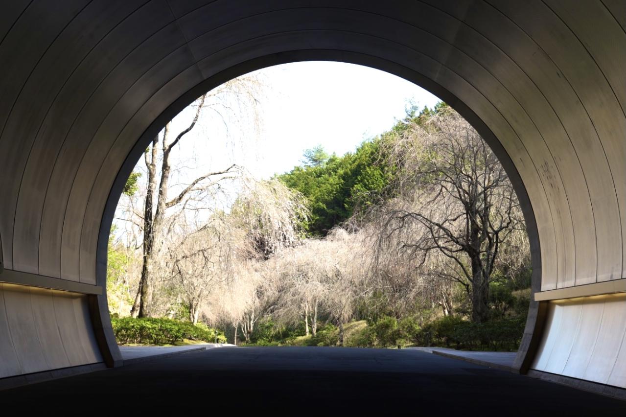 トンネルと桜