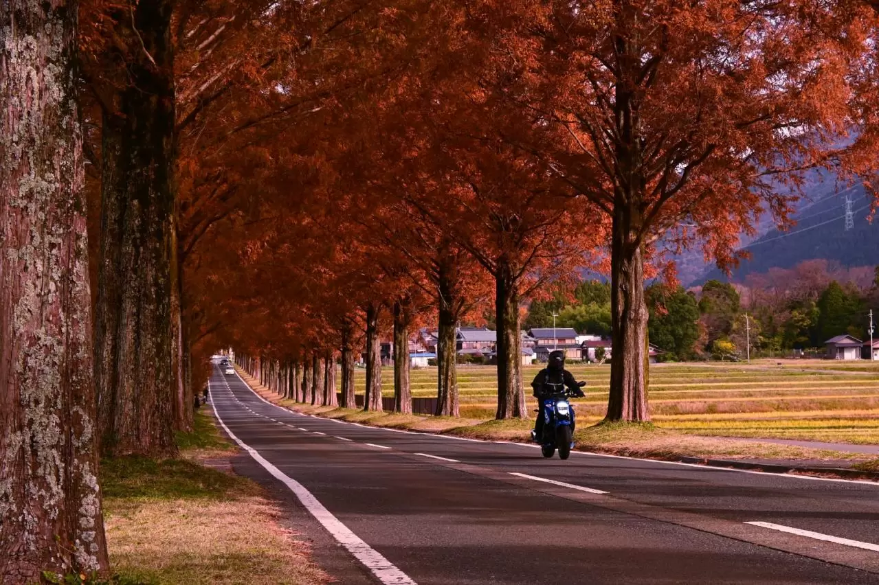 秋のメタセコイア並木