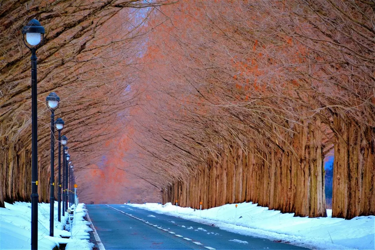 冬のメタセコイア並木