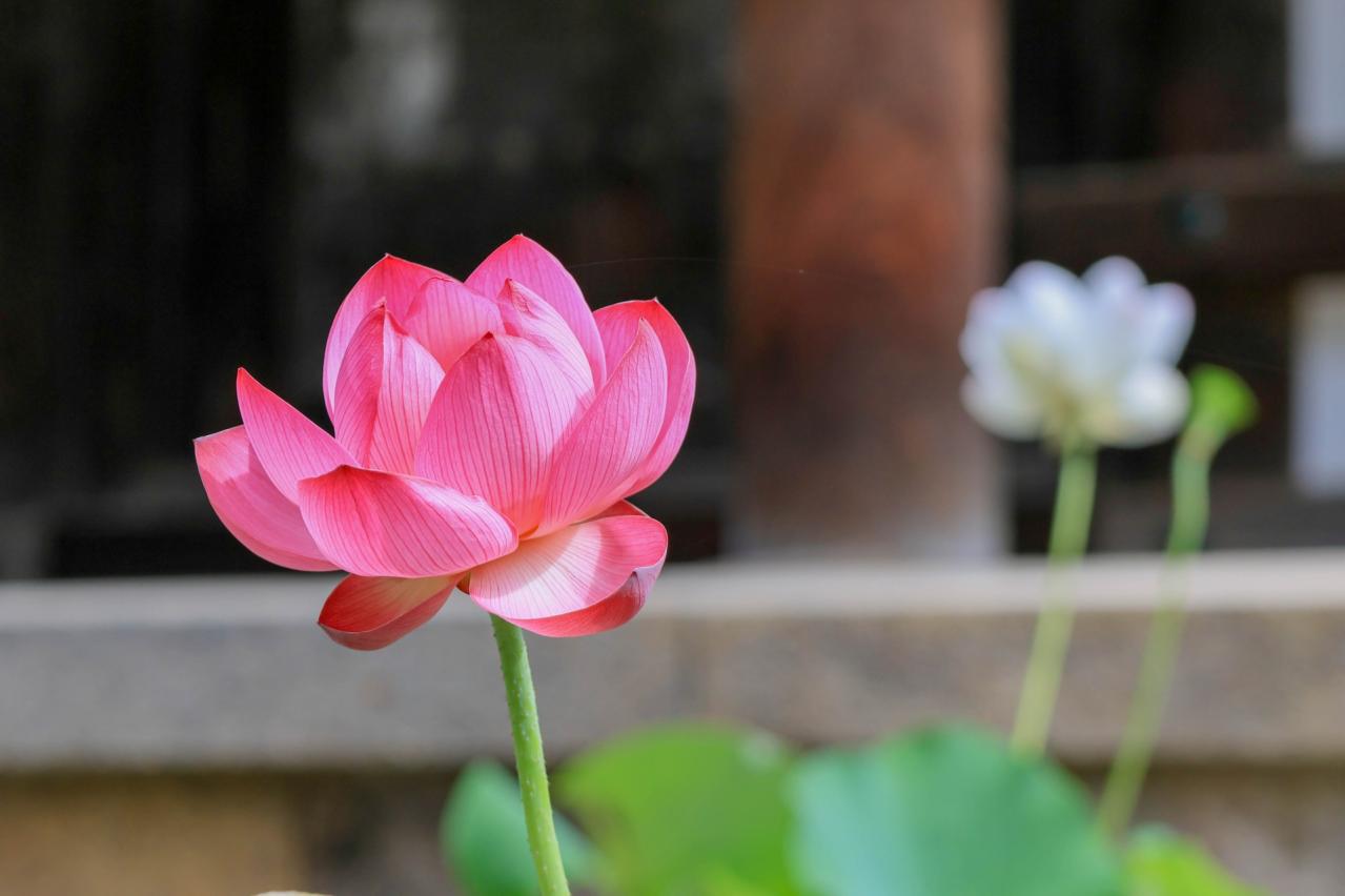 唐招提寺 蓮の花