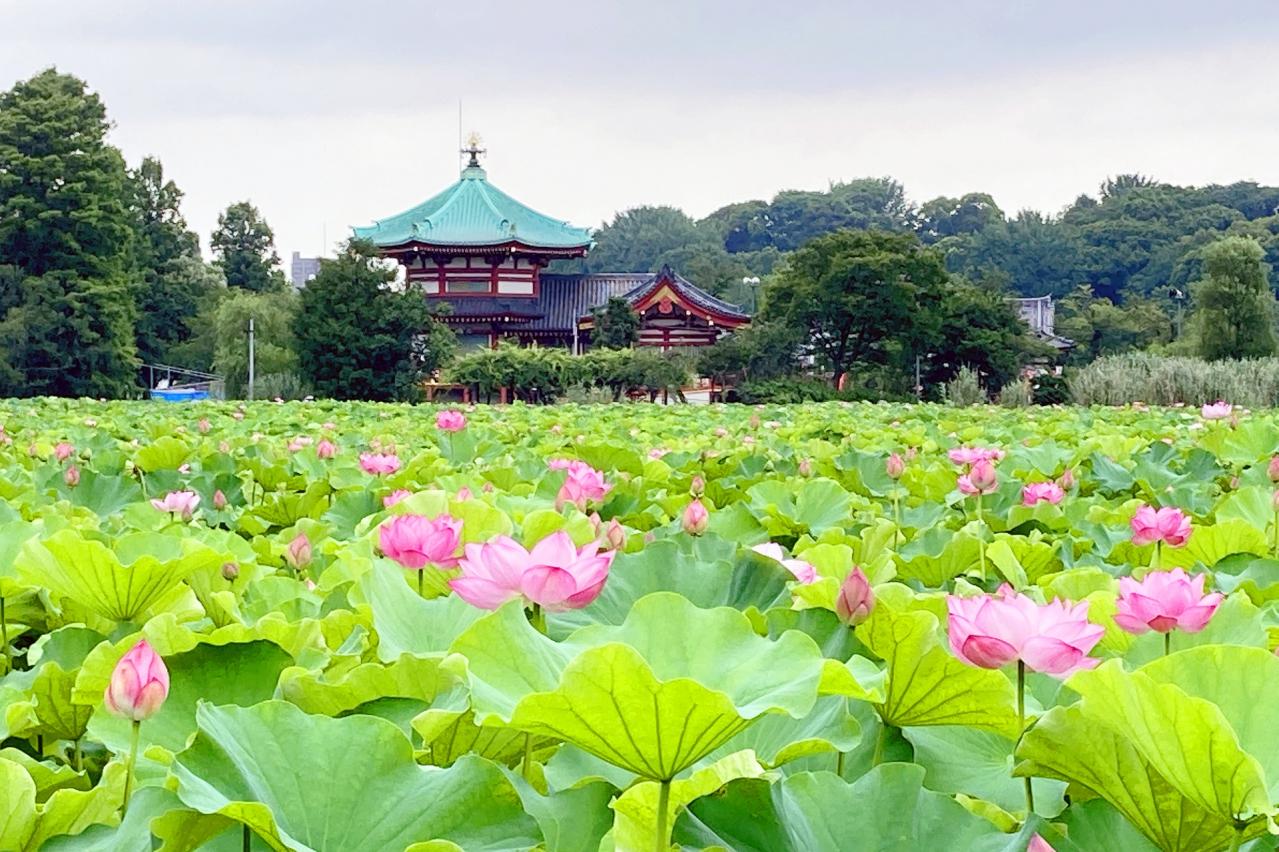 上野公園の蓮