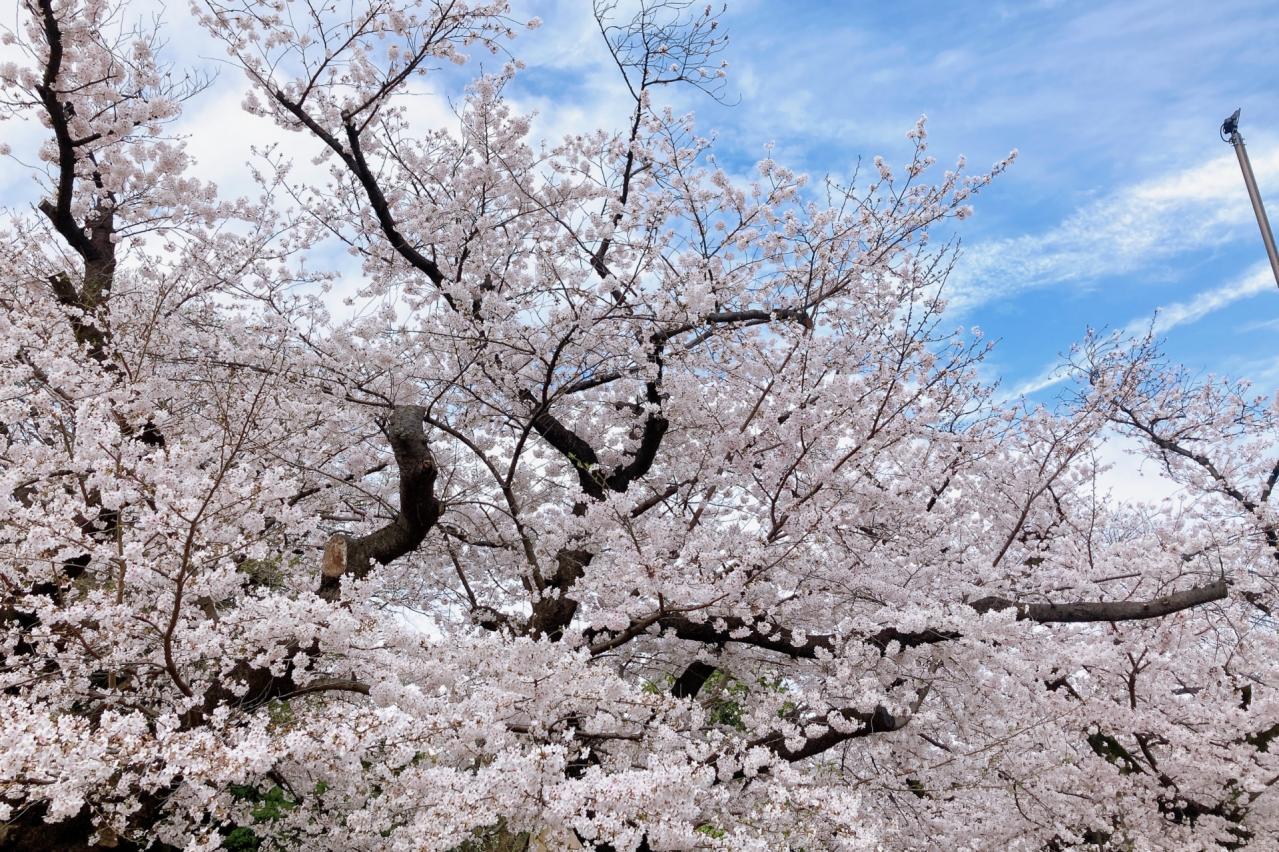 満開の桜