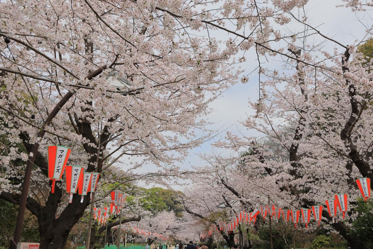 満開の桜