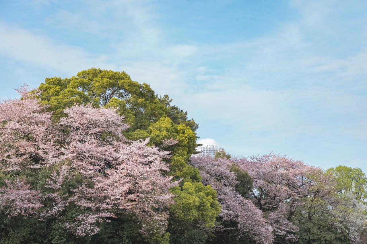 新宿御苑　桜