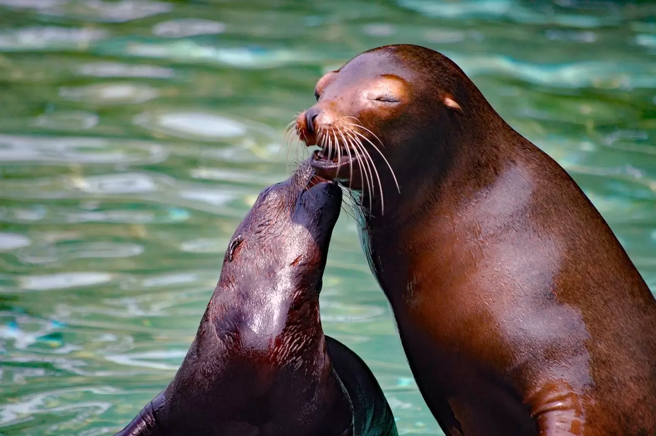 ママに耳打ちするアシカの子