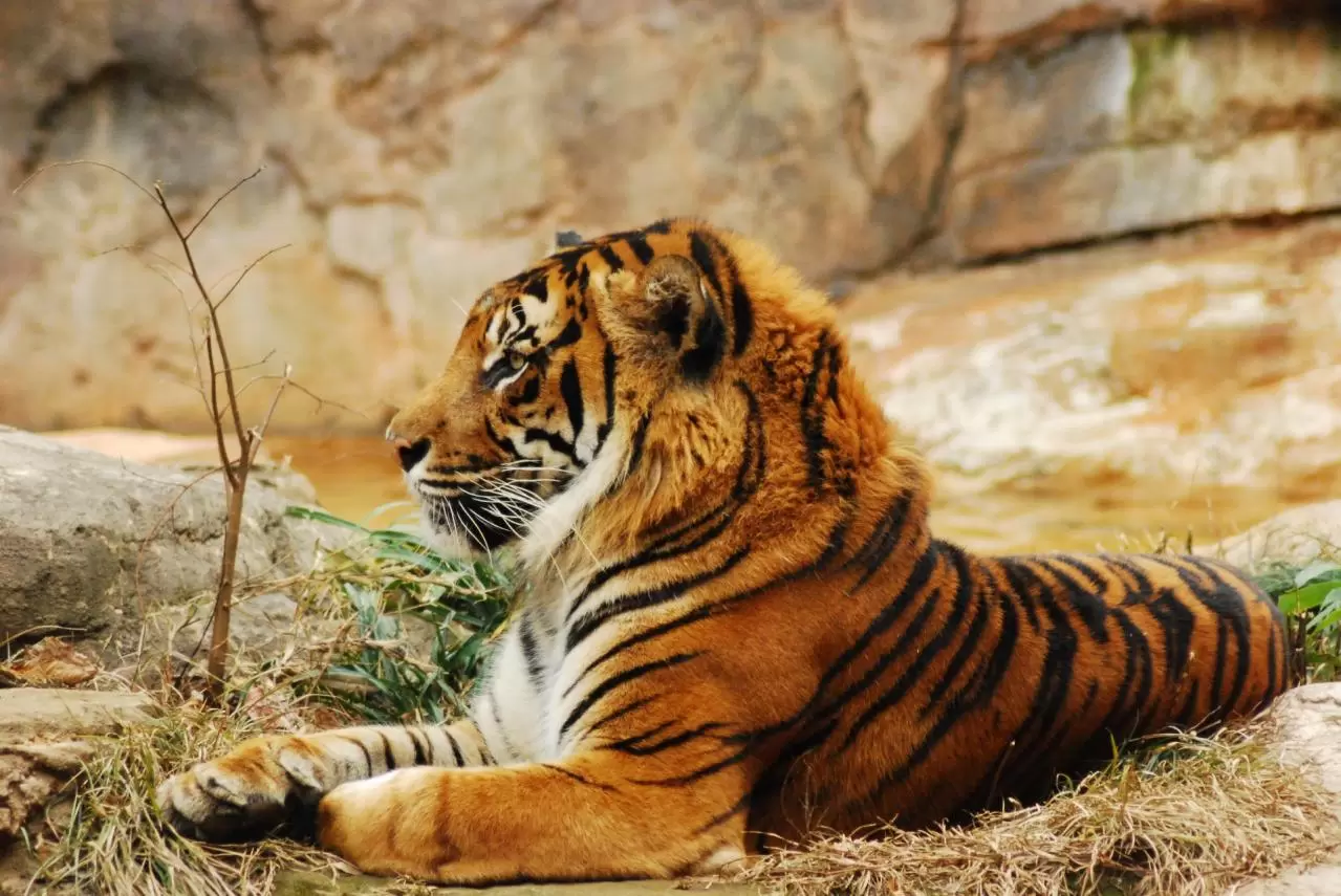 上野動物園 トラ