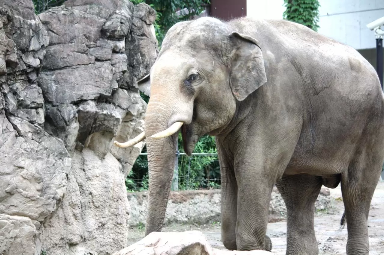 上野動物園 ゾウ