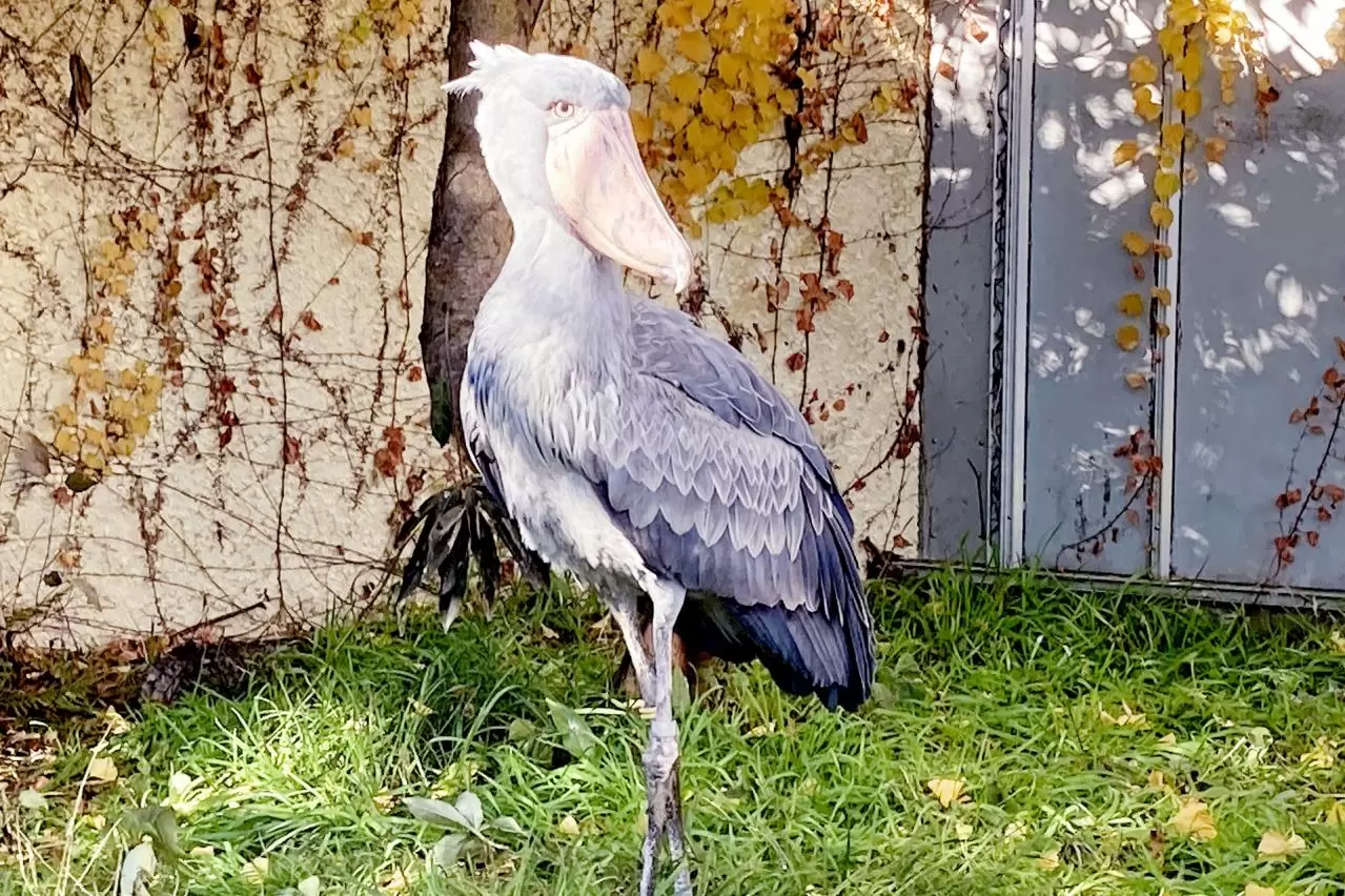  上野動物園 ハシビロコウ