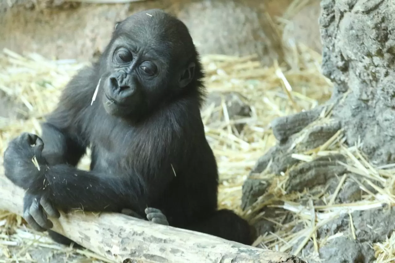 ニシゴリラの赤ちゃん