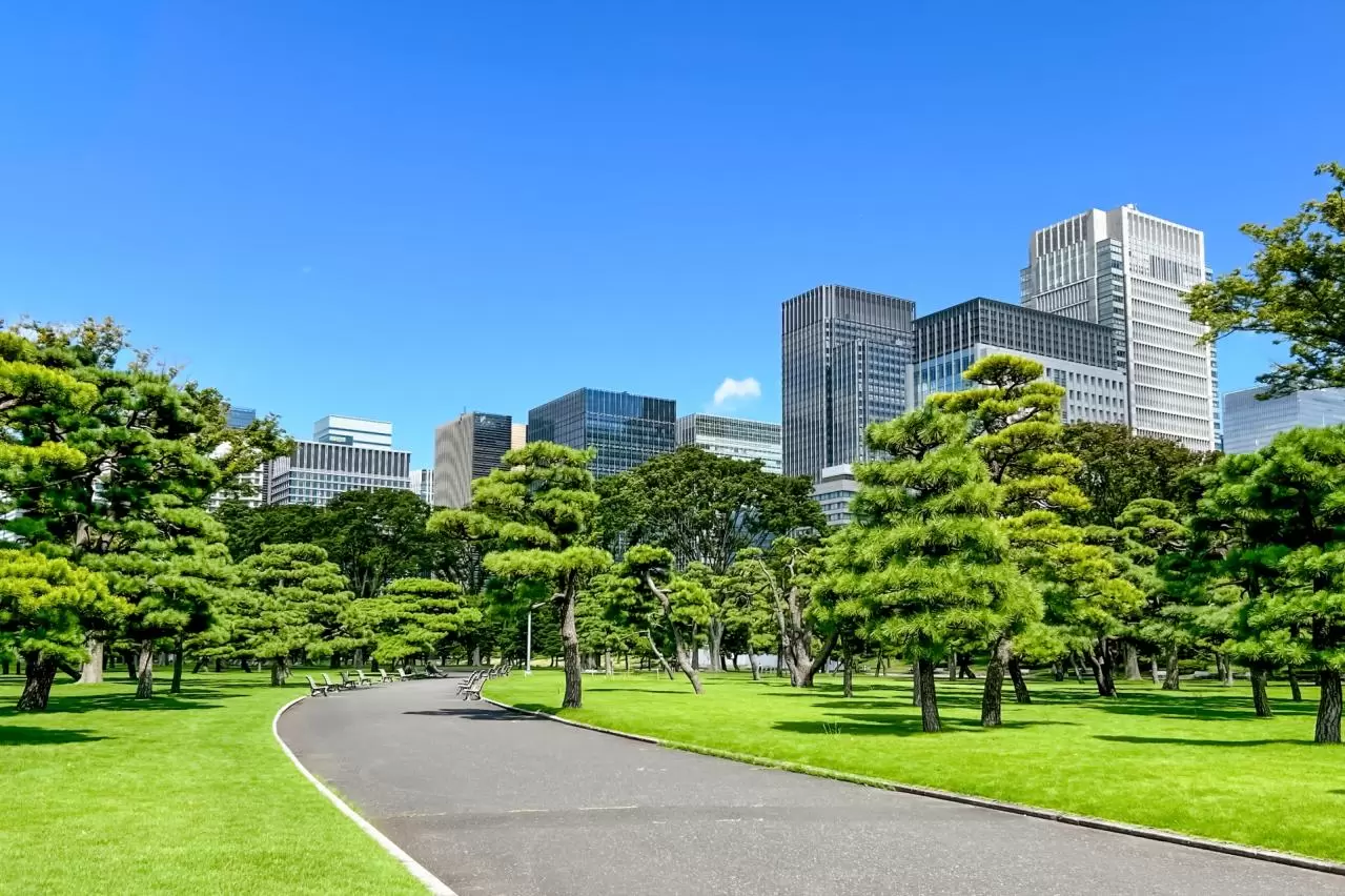 皇居周辺の美しい松林と都心のビジネス街