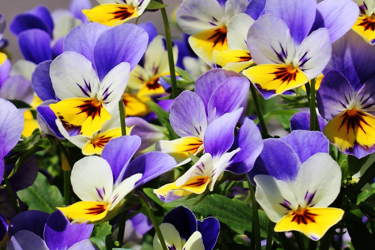 花博記念公園鶴見緑地