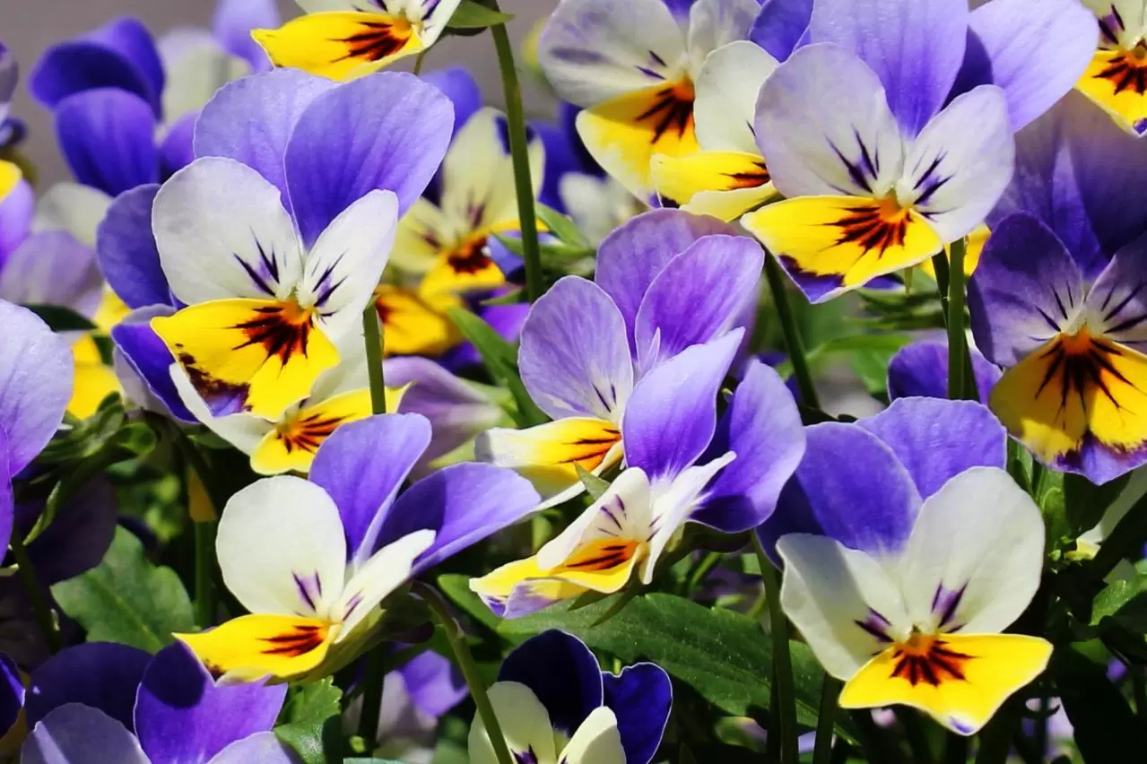 花博記念公園鶴見緑地