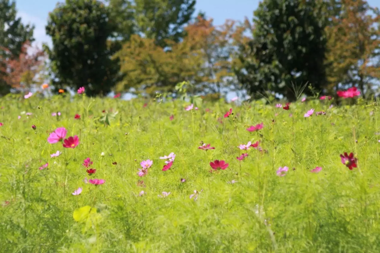 ハーベストの丘