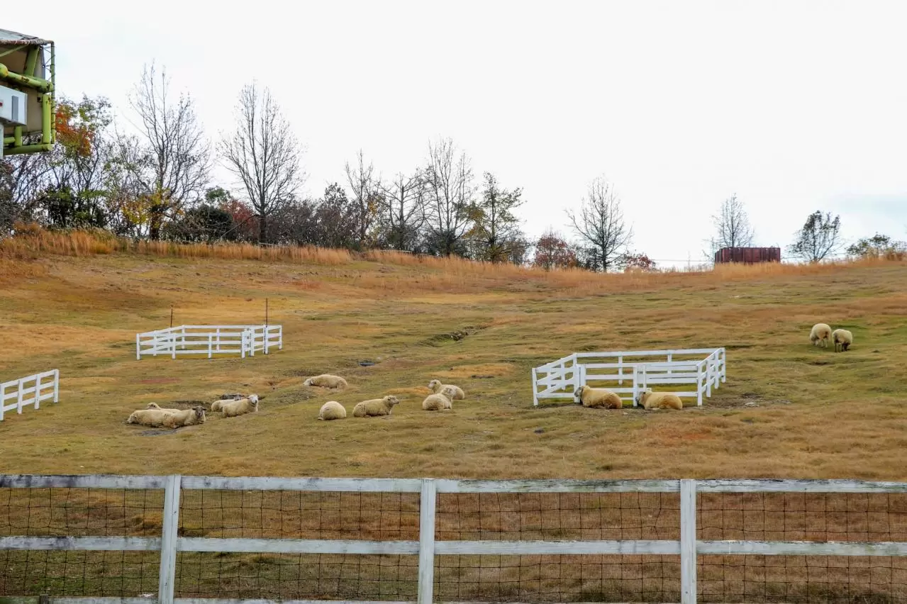 ハーベストの丘