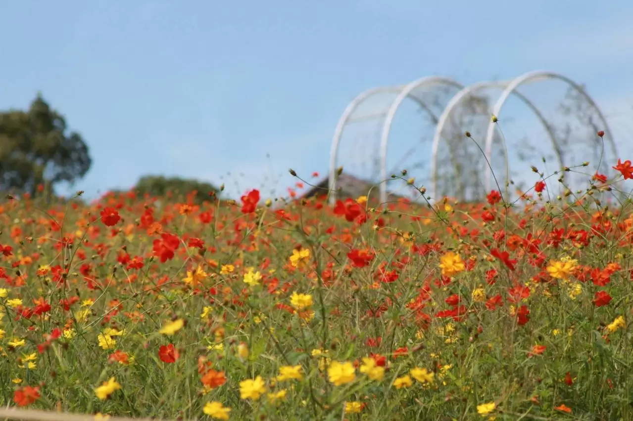ハーベストの丘