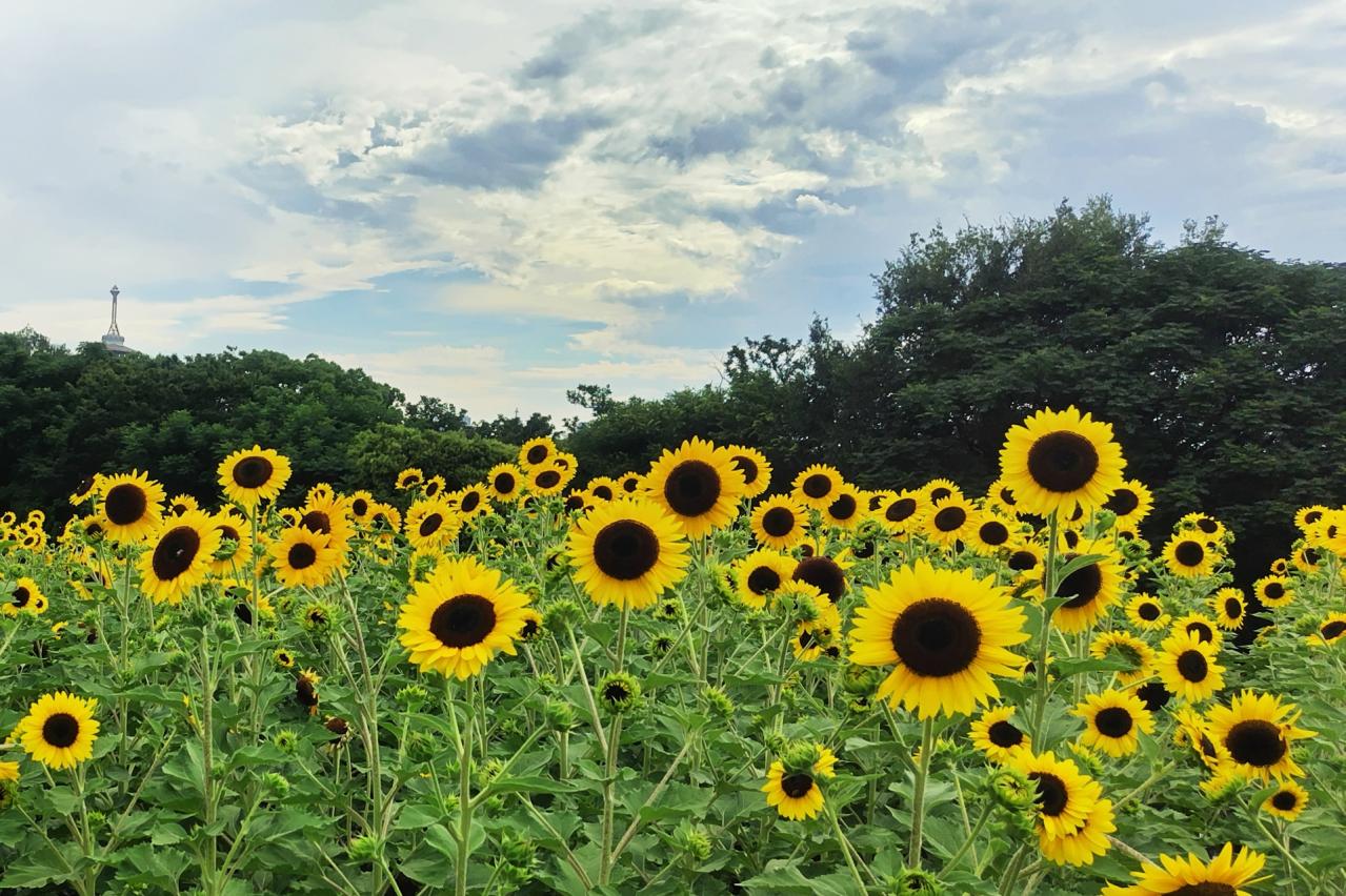 花博記念公園鶴見緑地　