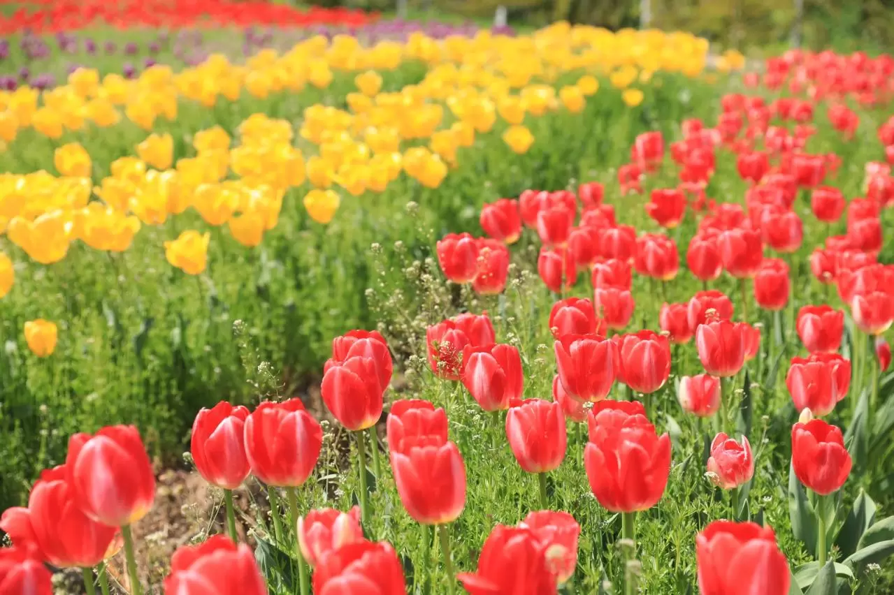 ハーベストの丘　