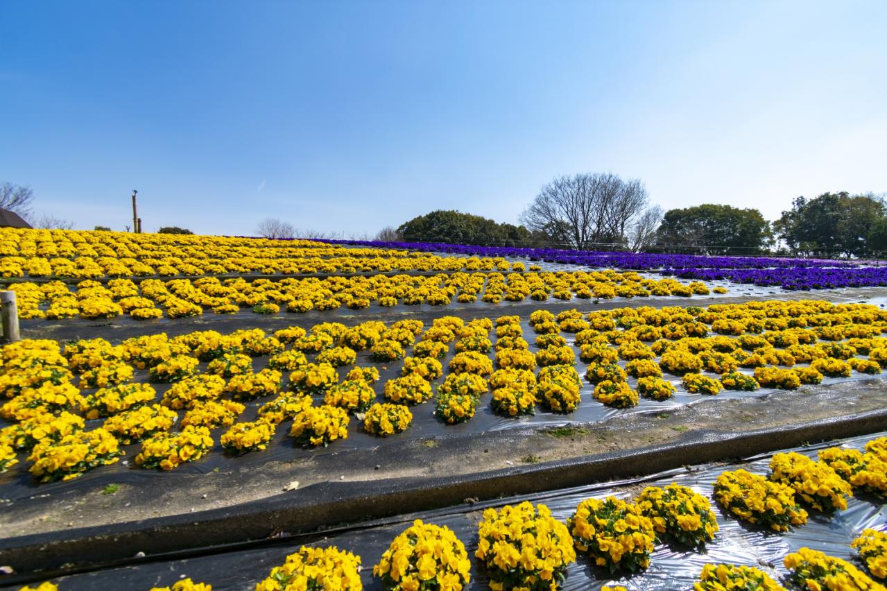 花博記念公園鶴見緑地