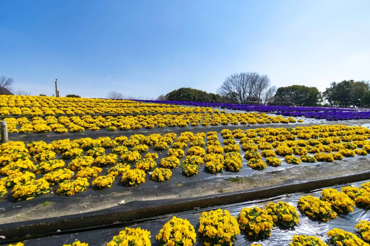 花博記念公園鶴見緑地