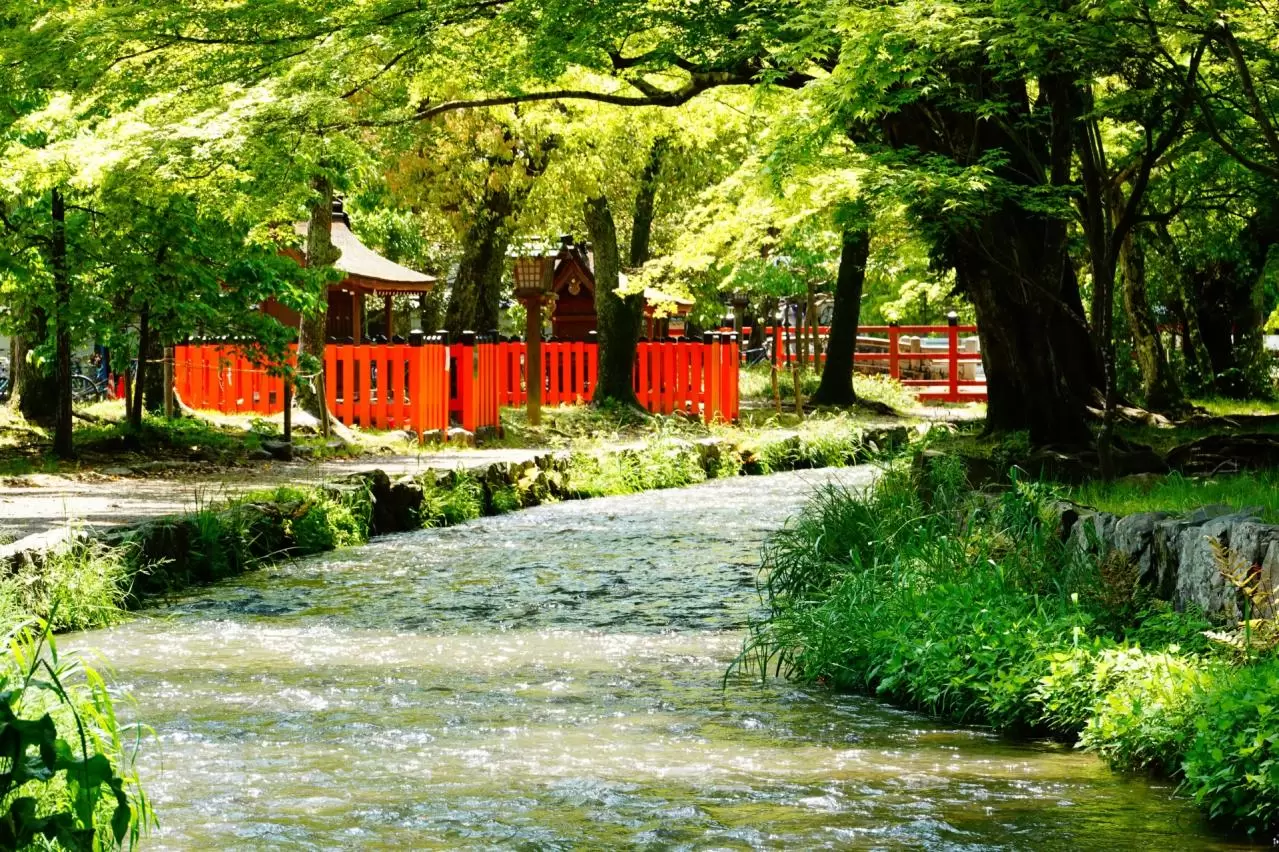 京都　上賀茂神社　明神川　ならの小川と森
