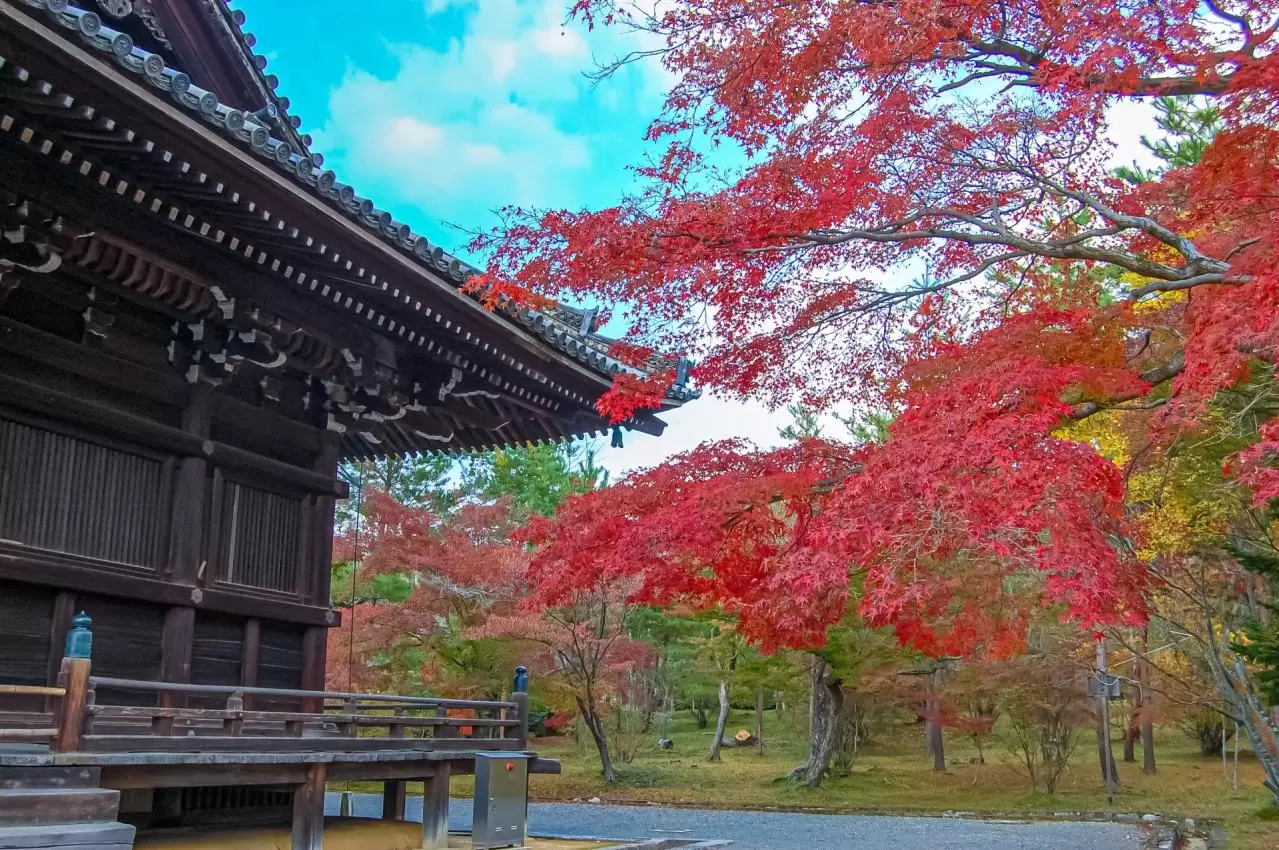 京都の秋　仁和寺観音堂と紅葉