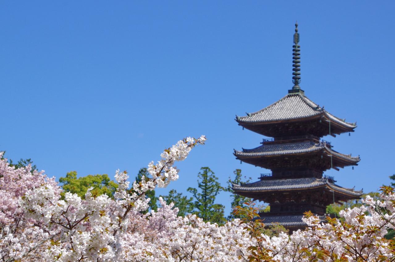 京都　御室桜が満開の仁和寺