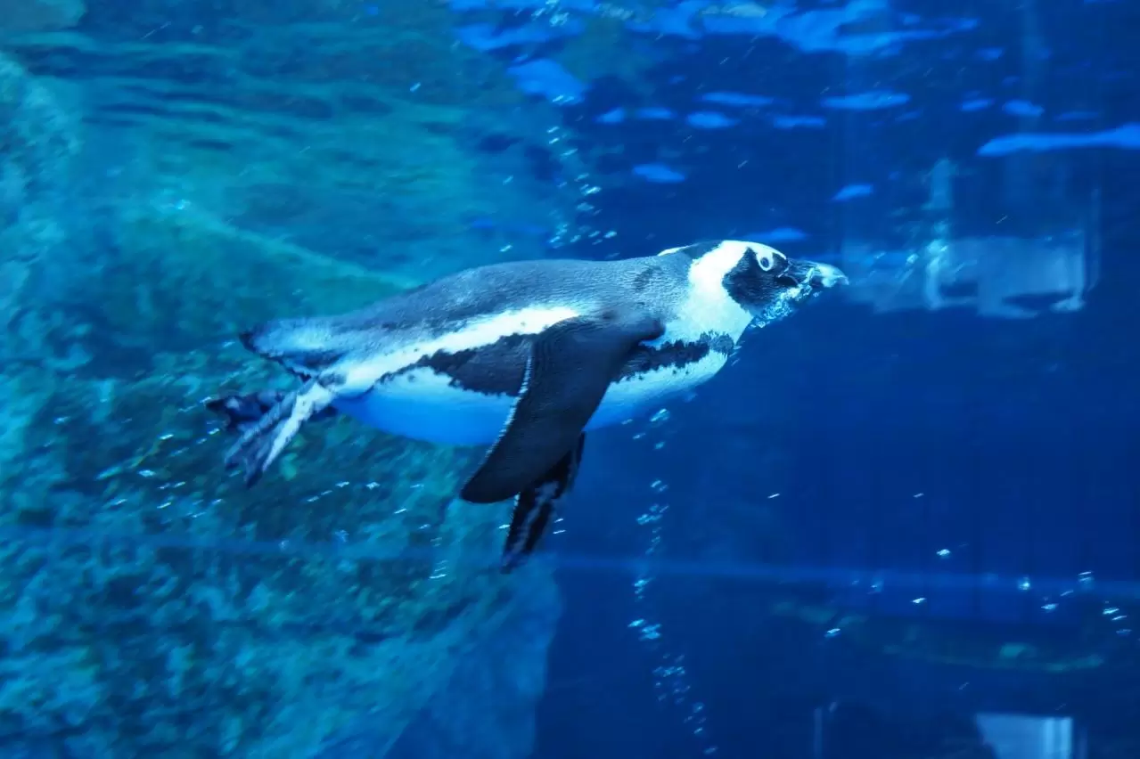 京都水族館　