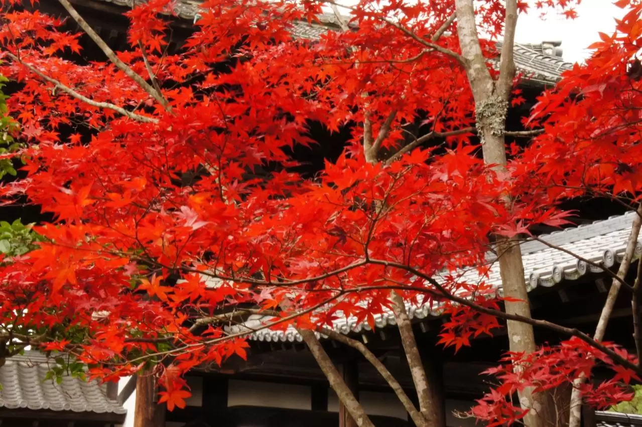 東福寺の紅葉