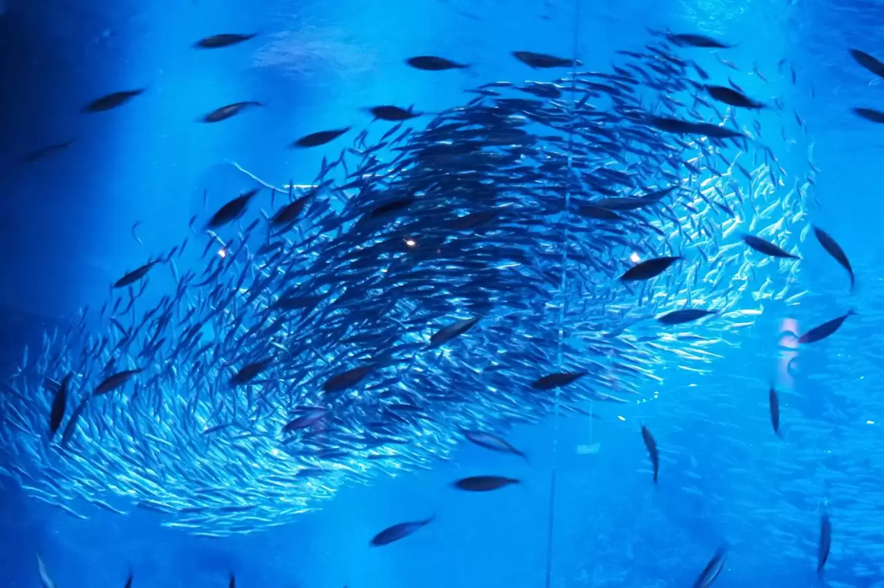 綺麗に渦巻く魚の群れ