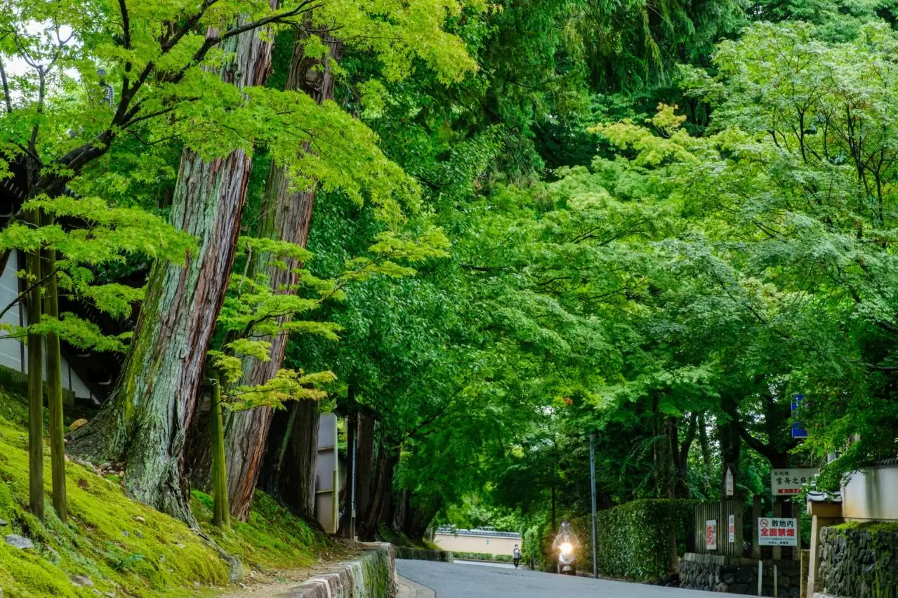 東福寺界隈 雨上がり