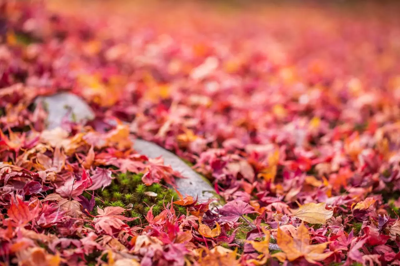 京都府　東福寺の紅葉