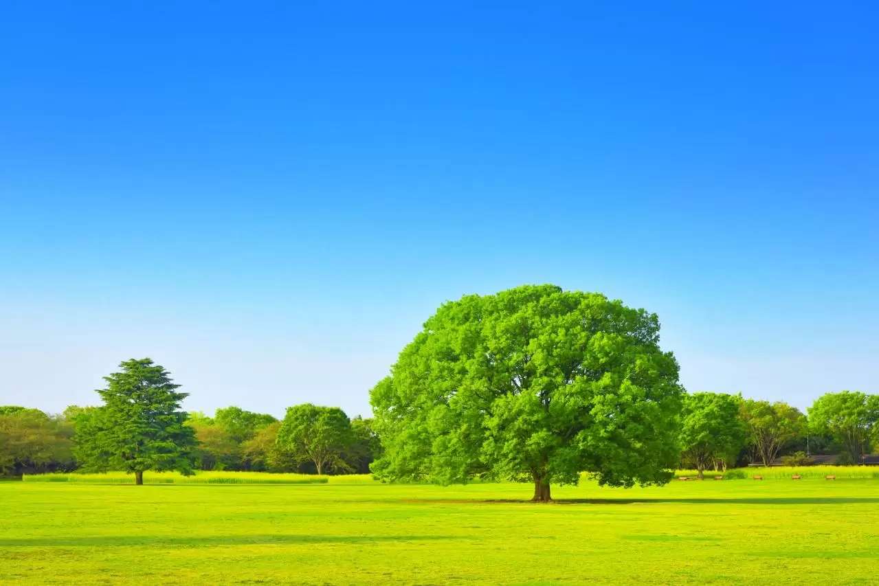 国営昭和記念公園のケヤキの大きな木